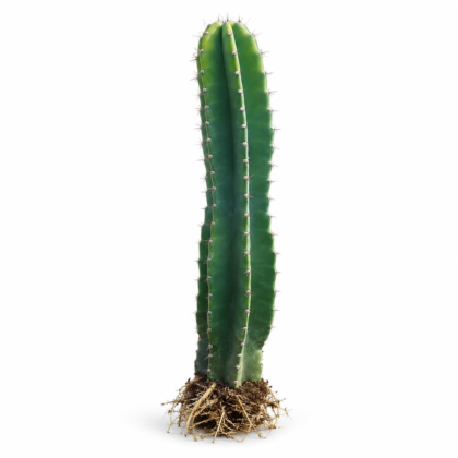 Hedge Cactus (Cereus hildmannianus)
