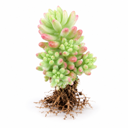 Jelly Bean Plant  (Sedum × rubrotinctum)