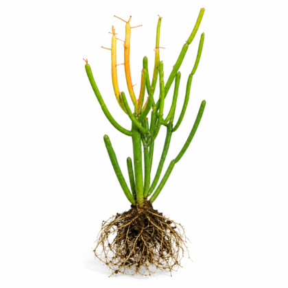 Pencil Cactus (Euphorbia tirucalli)