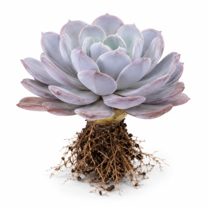 Echeveria Dusty Rose