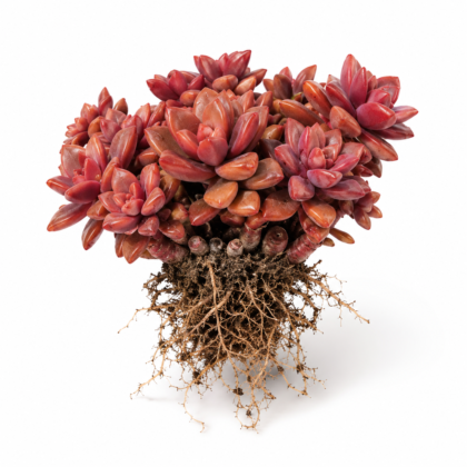 Graptosedum Bronze