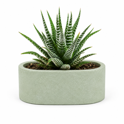 Plants